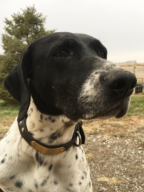 Darlin German Shorthaired Pointer | Double A Outfitting & Gun Dogs