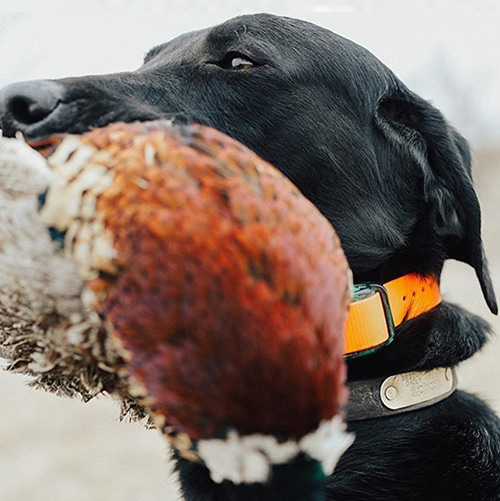 pointing lab | Double A Outfitting & Gun Dogs