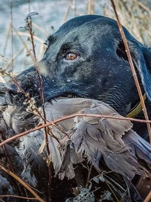 Labrador retriever and Canada goose | Double A Outfitting & Gun Dogs