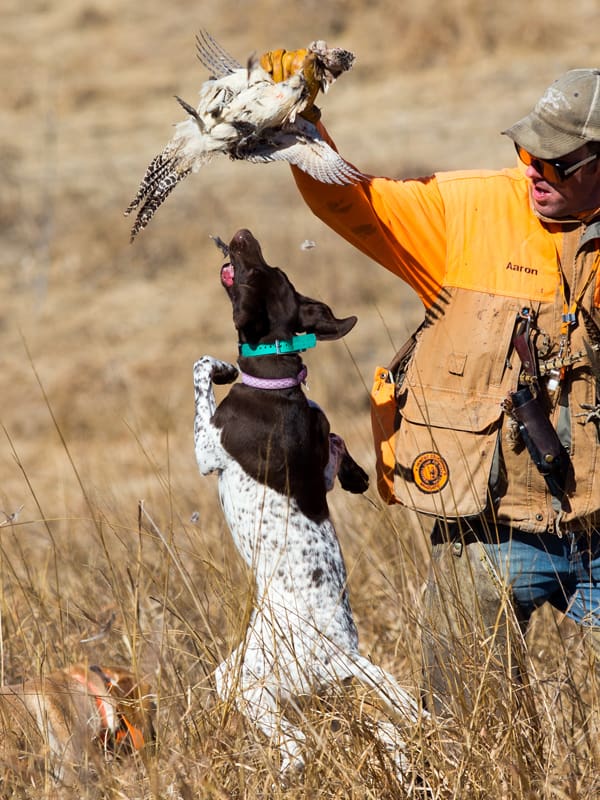 Aaron Schroder dog trainer Omaha Nebraska | Double A Outfitting & Gun Dogs