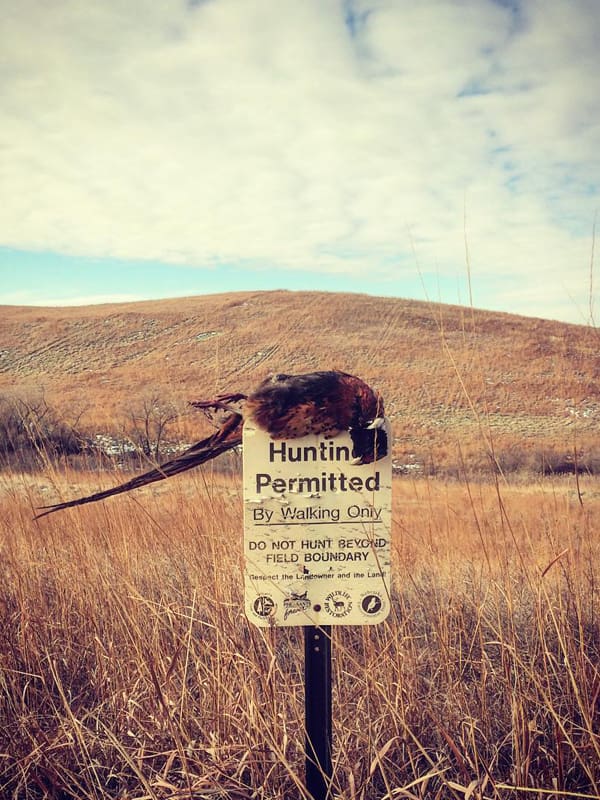 pheasant hunting in Nebraska | Double A Gun Dogs