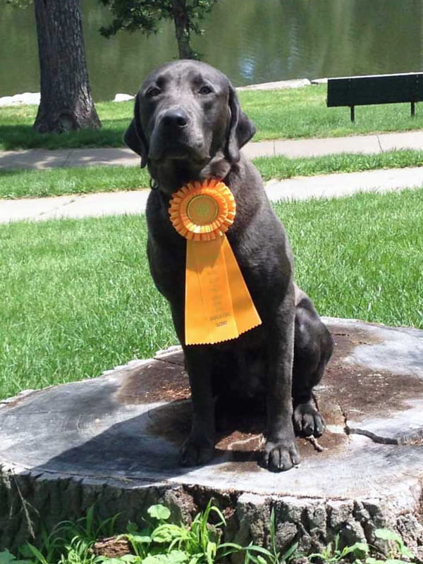 Labrador Retriever award Nebraska | Double A Outfitting & Gun Dogs