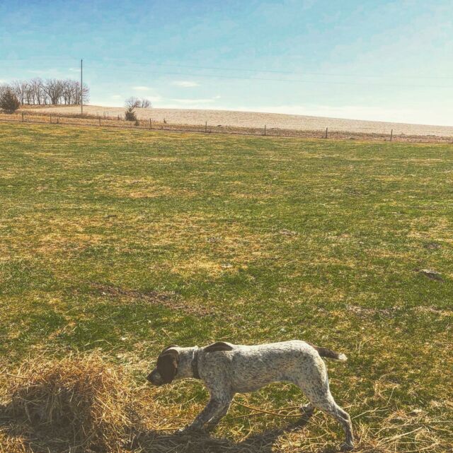 Turned another one on today.  That’s Jack the #germanwirehairedpointer training with us #doubleagundogs in #nebraska.  #dogtraining #gundogs #puppy @orvis @filson1897 @cabelas